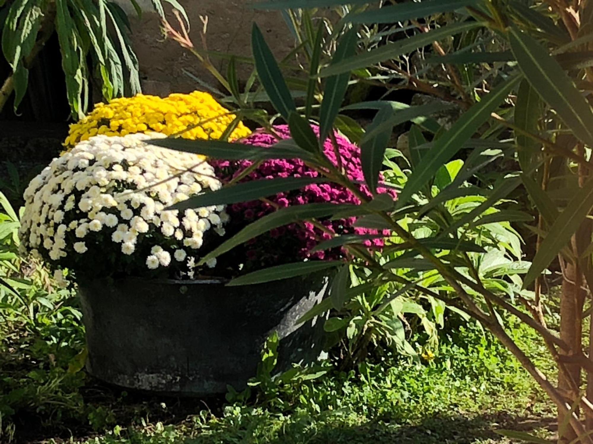 Les Fleurs De Lys, Suites Privee Avec Terrasse Saint-Georges-d'Oleron Exterior foto